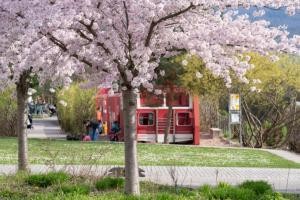 Frühlingswetter an der Bahnstadt-Promenade. Ein Feuerwehrfahrzeug auf einem Spielplatz, davor ein blühender Kirschblütenbaum