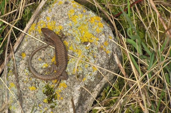 Eine Mauereidechse wärmt sich auf einem Stein (Bild: Stadt Heidelberg) Eine Mauereidechse wärmt sich auf einem Stein (Bild: Stadt Heidelberg)