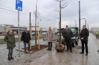 Silberlinden umrahmen künftig die zentrale Verkehrsader der Bahnstadt. Oberbürgermeister Prof. Dr. Eckart Würzner (M.) und Bürgermeister Raoul Schmidt-Lamontain (2.v.l.) informierten sich bei einem Vor-Ort-Termin über die Pflanzungen.