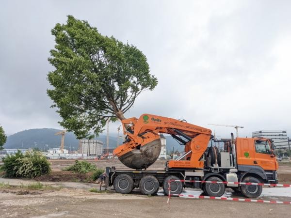 Baumverpflanzung in der Bahnstadt. Foto: Stadt HD Baumverpflanzung in der Bahnstadt. Foto: Stadt HD