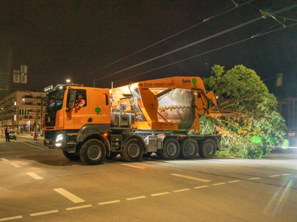 Baumverpflanzung in der Bahnstadt. Foto: Stadt HD Baumverpflanzung in der Bahnstadt. Foto: Stadt HD
