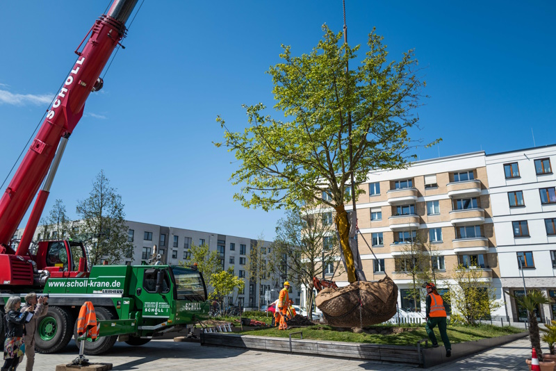 Eine technische Meisterleitung und nichts Alltägliches war die Verpflanzung des knapp 20 Jahre alten Baumes. (Foto: Dittmer) Ein Baum der an einem Kran hängt