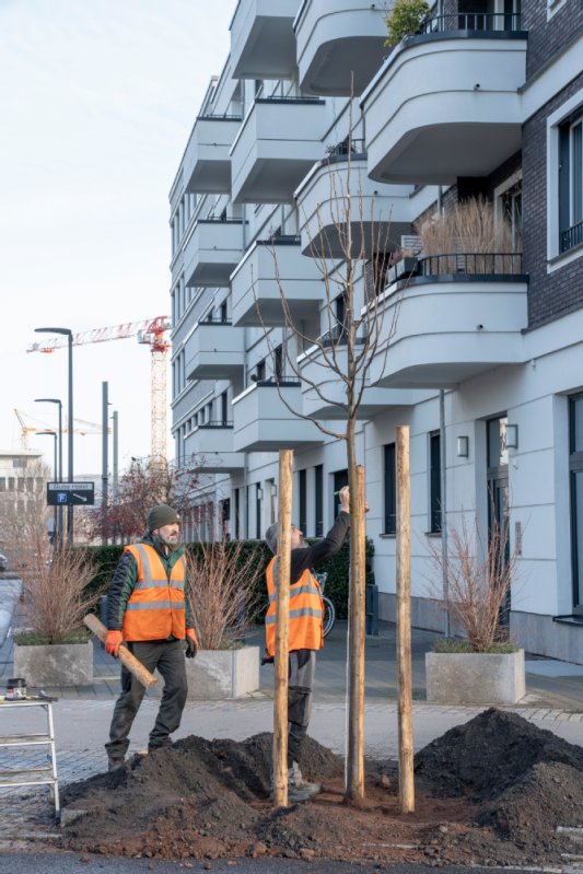 Neue Bäume im Langen Anger. Foto: Buck