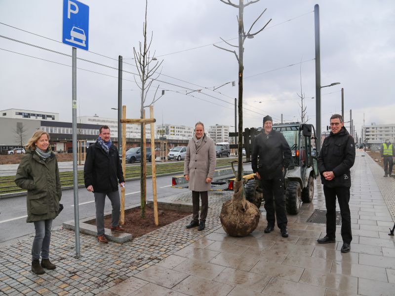 Baumpflanzung in Grüner Meile in der Bahnstadt. Foto: Stadt HD Baumpflanzung in Grüner Meile in der Bahnstadt. Foto: Stadt HD